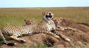 MANYARA SECRET LODGE
